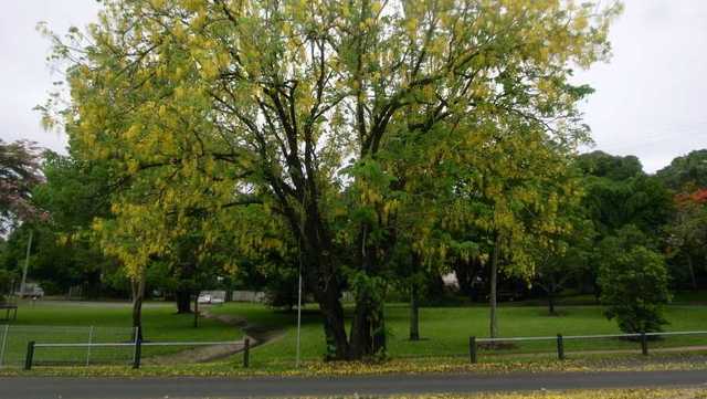 Cincinnati Parks, sponsors to give away free trees to homeowners - Vimarsana News