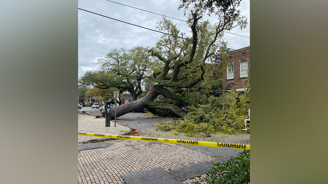 Savannah: Large tree falls downtown, shutting down road - Vimarsana News