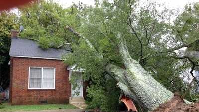 How to know if you have a tree in danger of falling during storms
