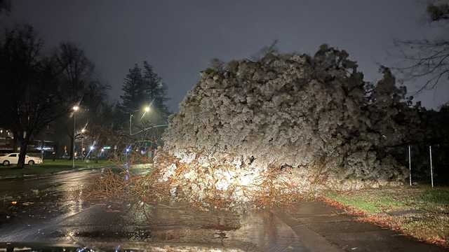 Damaging wind knocks down trees, power lines across NorCal - Vimarsana News