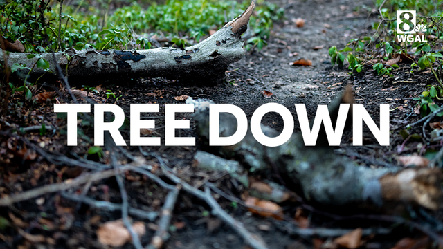 Fallen tree blocks road reported in East Cocalico Township, Pa.