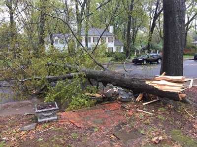 How to know if you have a tree in danger of falling during storms