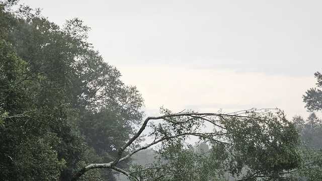 Savannah: Severe storms, strong winds hit the area - Vimarsana News