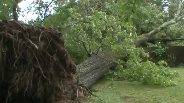 Massive Downed Tree Causes Headaches On Ridgewood Road