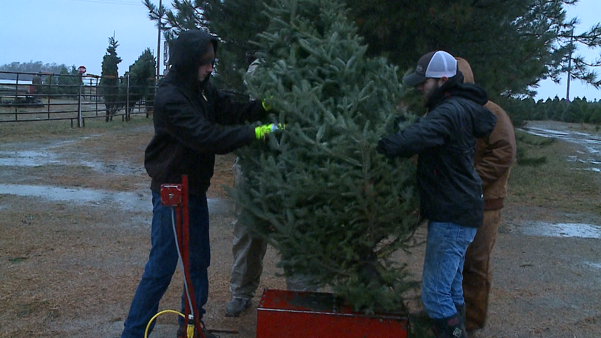 Local tree farm donates Christmas trees to military families