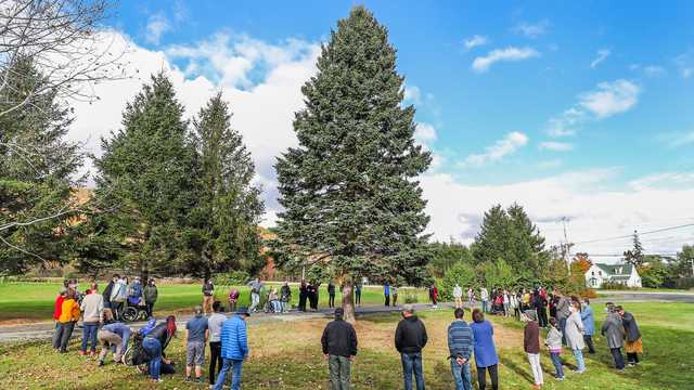 2021 Boston Common 'Tree for Boston' Christmas tree to arrive Nov. 17 - Vimarsana News