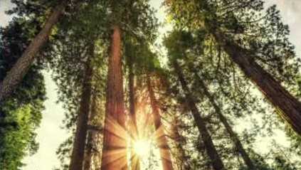 Global root systems now more shallow than before human activity - Vimarsana News