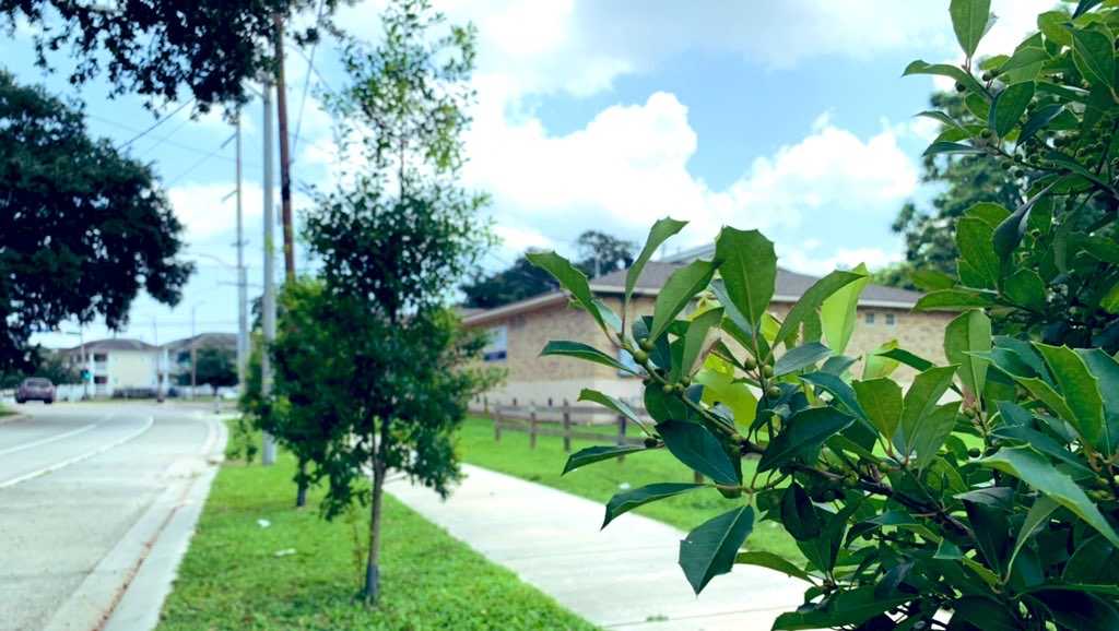 'We're trying to reforest the city': Local groups work to combat heat island effect in New Orleans - Vimarsana News