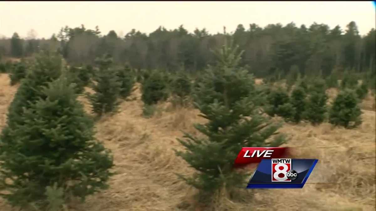 How to bring home and take care of your Christmas tree