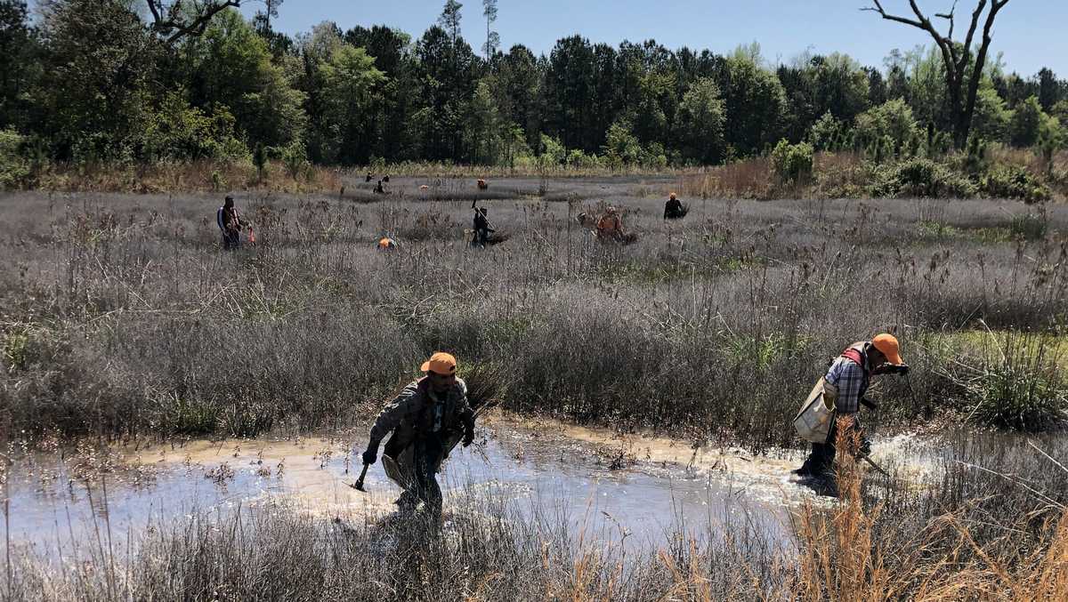 38,000 trees planted in with hopes of reducing flood concerns