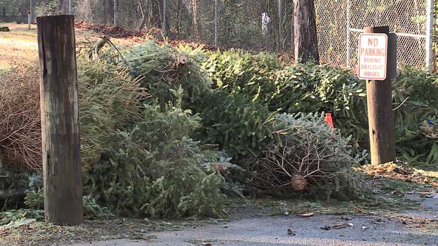 Birmingham Zoo's Christmas tree recycling ends January 11