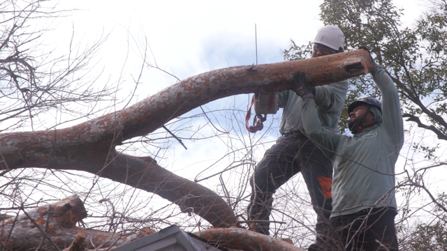 Crews busy clearing downed trees across Sacramento - Vimarsana News