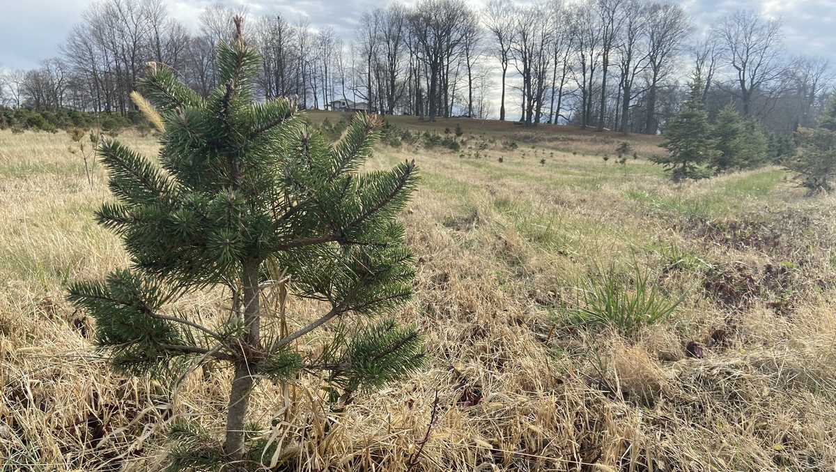 Christmas tree shortages continuing again this holiday season