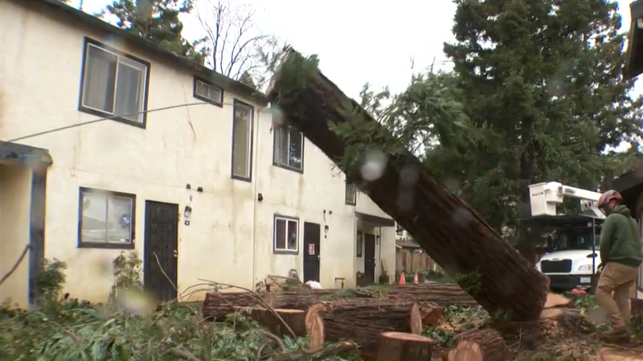 Crews Clear Downed Redwood Trees In Solano County After Storm