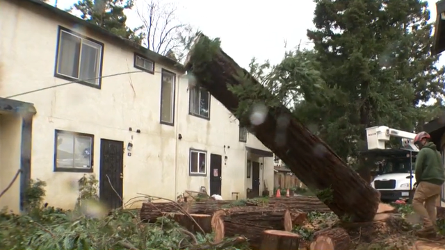Crews clear downed redwood trees in Solano County after storm - Vimarsana News
