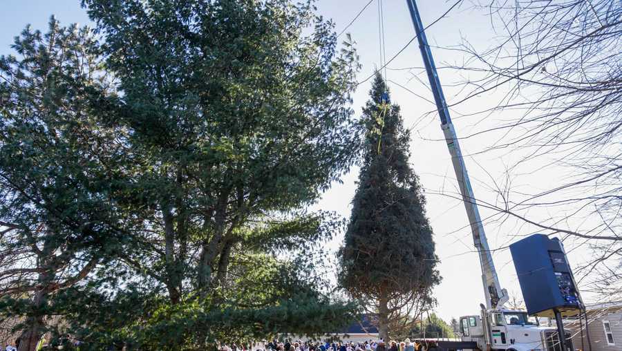 Boston's annual Christmas tree cut down in small Nova Scotia town