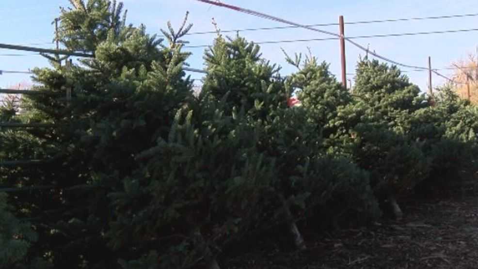 Boy Scouts begin Christmas tree pick up, dropoff locations open