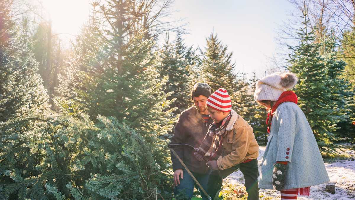 Where you can chop your own Christmas tree on Central Coast