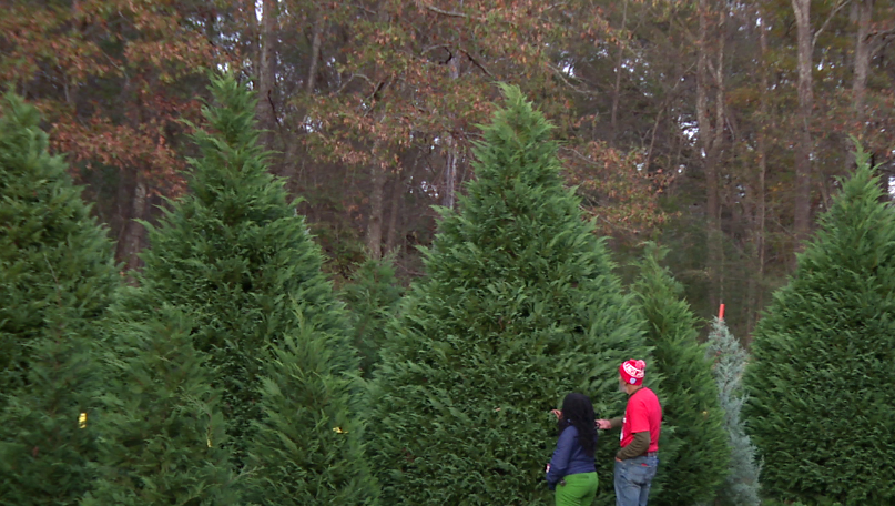 Kazery Farms in Mississippi offers fresh Christmas trees for the holiday season