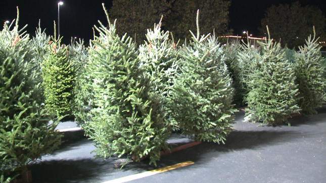 Christmas Tree Lots Celebrate Tradition and Community