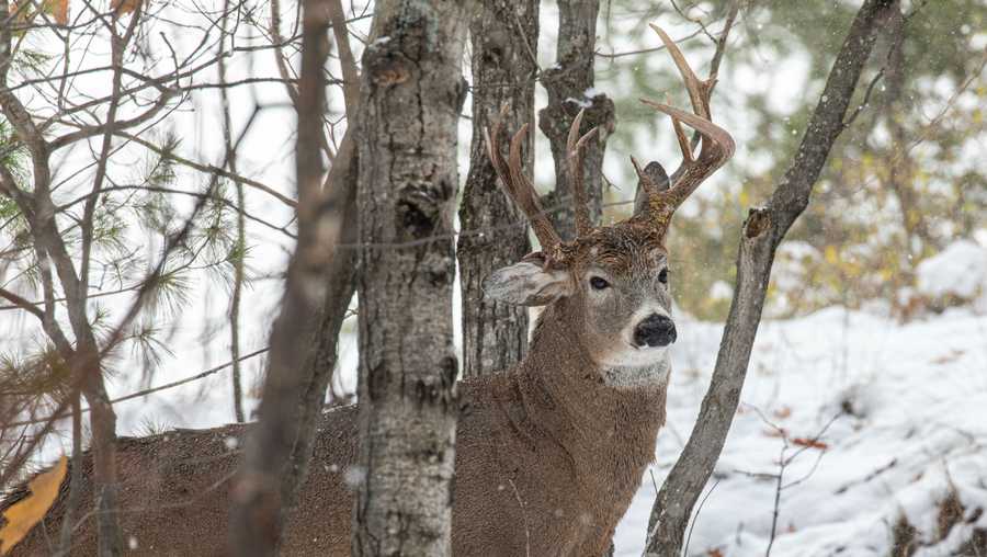 “I don't recall ever seeing a three antlered deer before,” he wrote on Facebook.