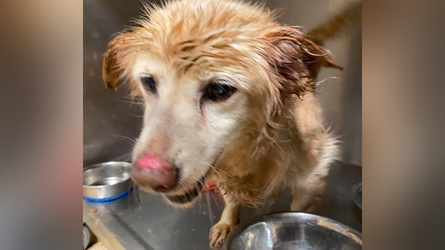 Dog up for adoption at Cincinnati shelter after neighbor finds her abandoned - Vimarsana News