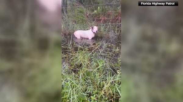 Florida's Trooper's Law Makes Animal Abandonment Felony