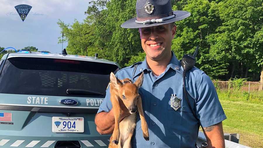 Trooper Nicholas Germain and the fawn he rescued on Interstate 91 in Holyoke on June 5, 2019