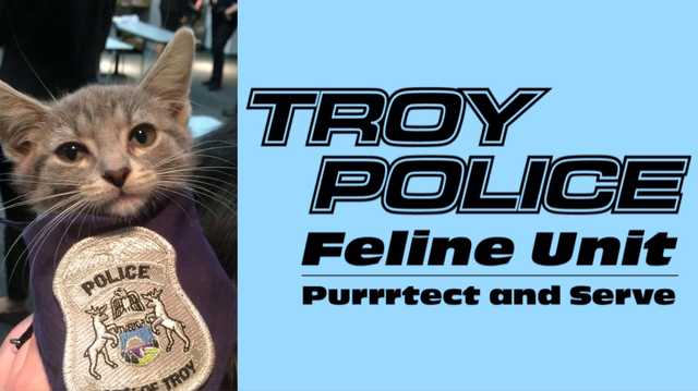 Troy Police Department on X: Pawfficer Donut, police cat, claims she is  “working from home.” An internal pawffairs investigation found this.  #PoliceCat  / X