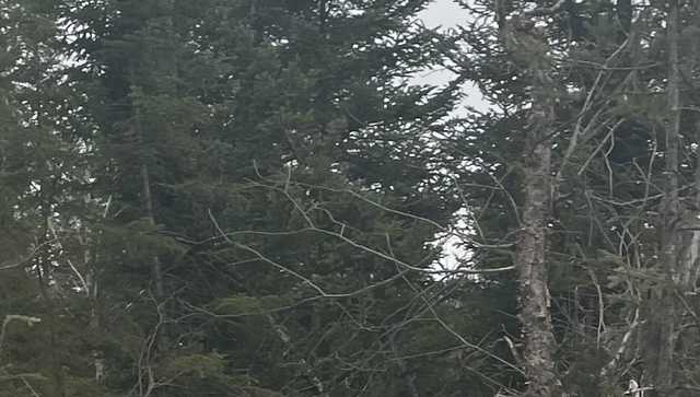 Vermont man arrested after ramming driver, crashing truck in the woods - Vimarsana News