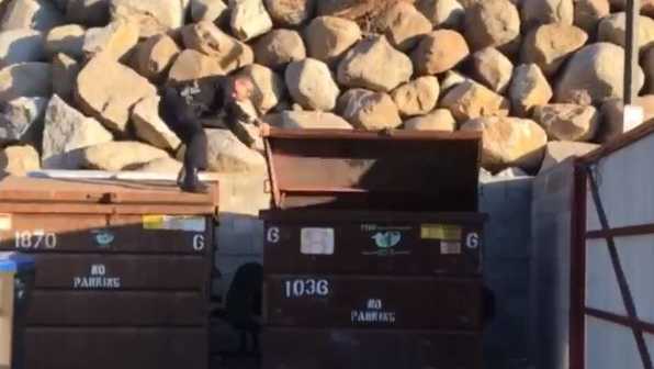 Truckee police rescue bear cub from dumpster