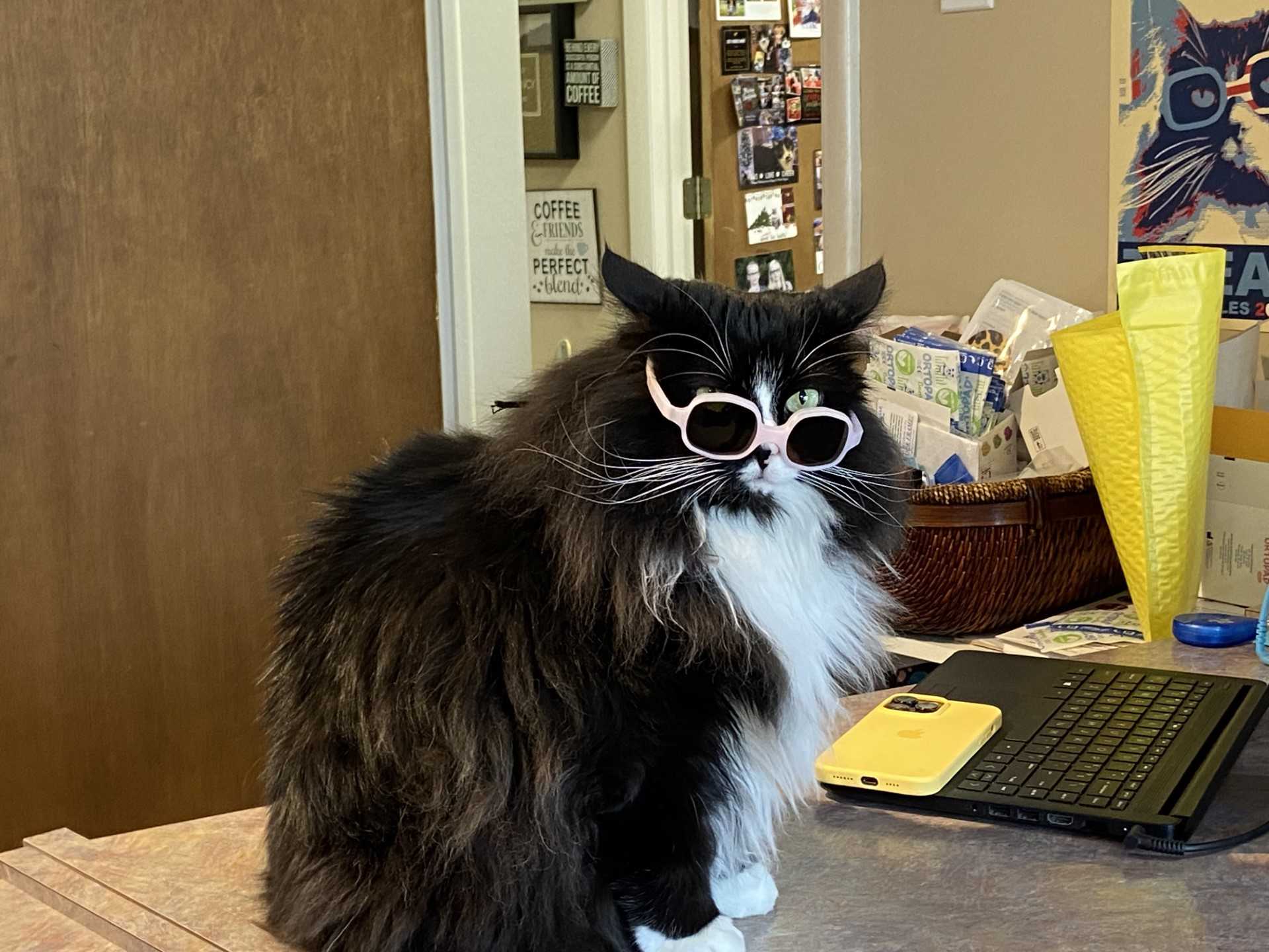 Cat wearing glasses online