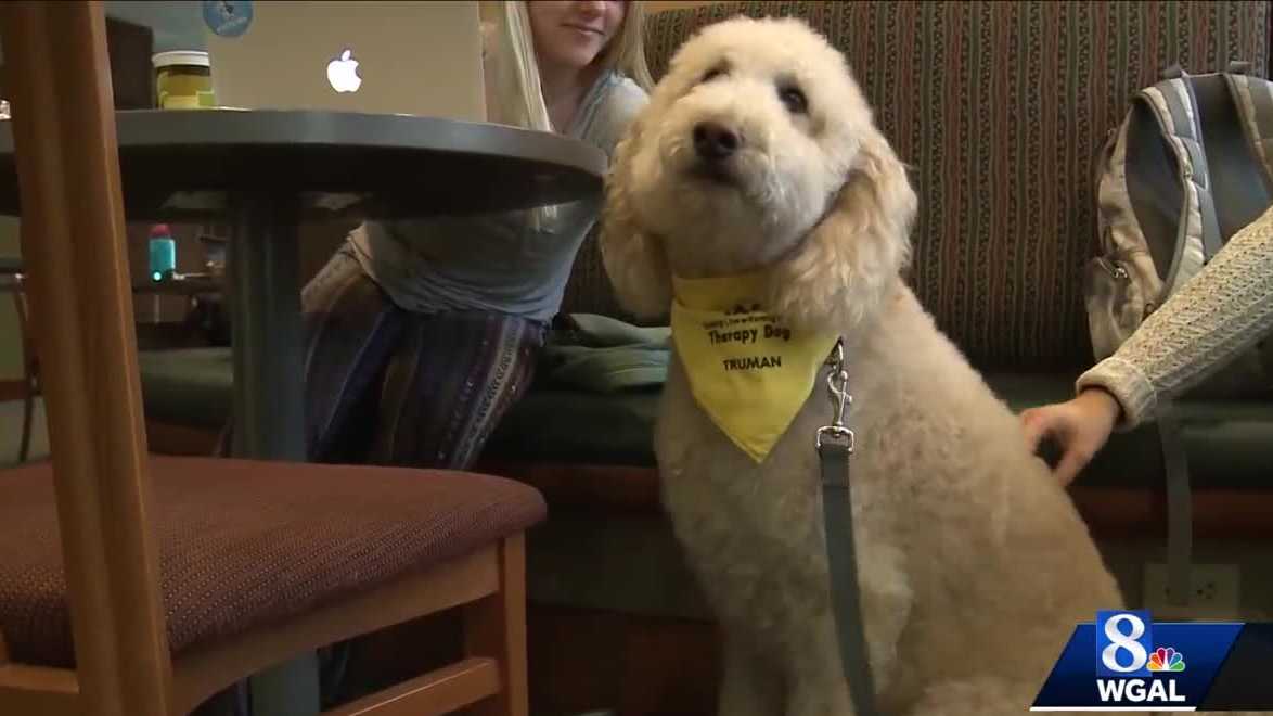 Meet Truman, the dog helping Elizabethtown College students reduce stress