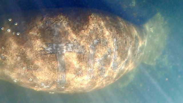 'Trump' etched into manatee's back in Florida - Vimarsana News