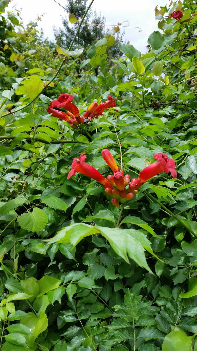 South Carolina Experts say plant specific species this winter