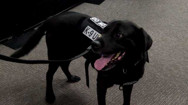 TSA introduces new K-9 teams at Jackson airport