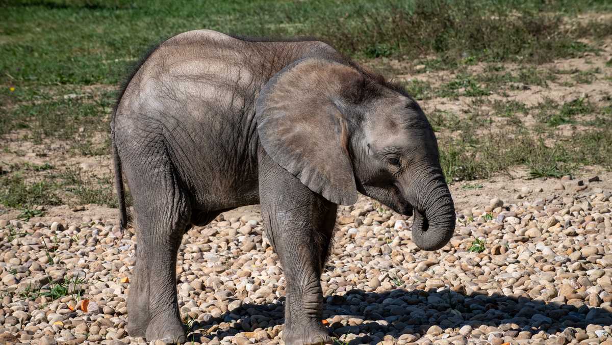 匹兹堡动物园2岁大象幼崽去世