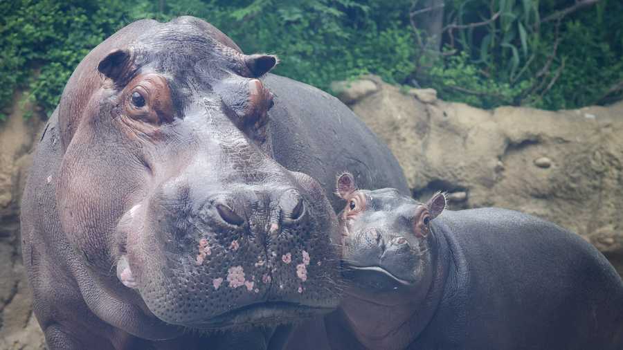 PHOTOS: Favorite Fritz moments to celebrate hippo's 1st birthday