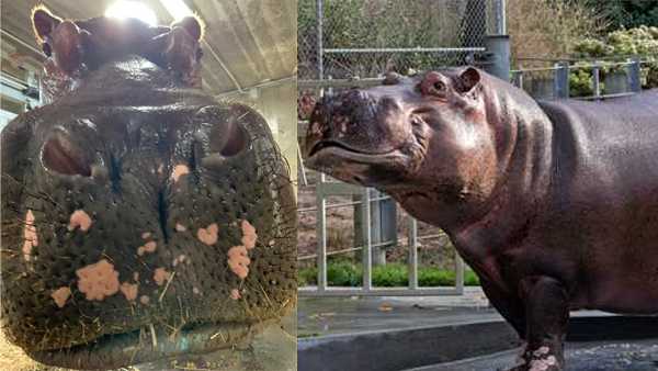 what-are-the-spots-on-the-face-of-the-cincinnati-zoo-s-new-hippo