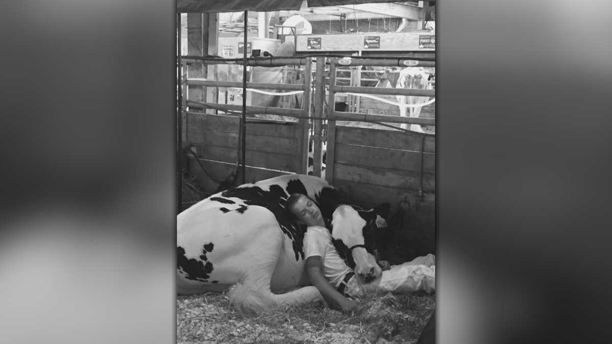 Photo of boy taking nap with cow at Iowa State Fair