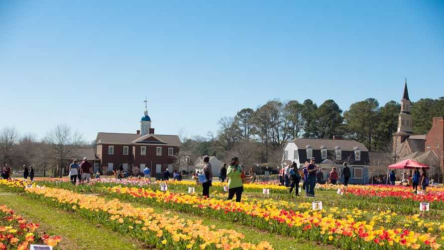 Festival of Tulips opens at American Village