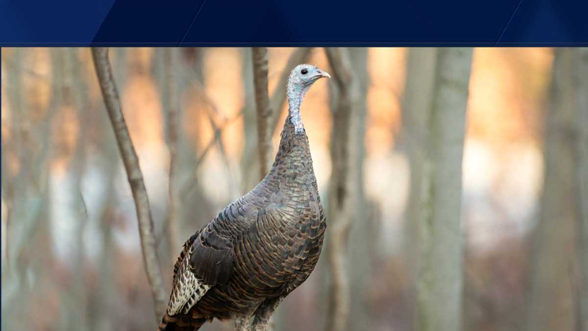 Vermont expanding turkey brood survey to July and August