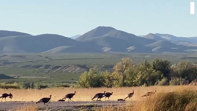 Thanksgiving is over but turkeys live on at Bosque Del Apache - Vimarsana News