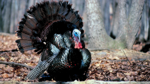 When Does Turkey Season Open In Pa www.wgal.com