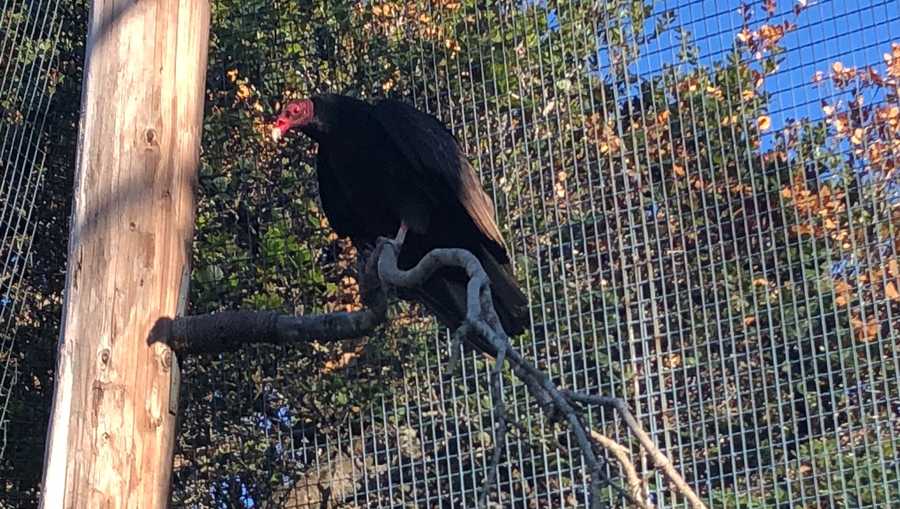 Turkey vulture  to be released