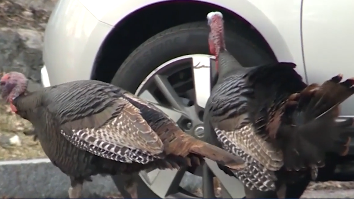 Aggressive Turkeys Wreak Havoc In Massachusetts Town 6786