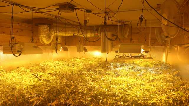 Thousands of marijuana plants seized from Turner home - Vimarsana News