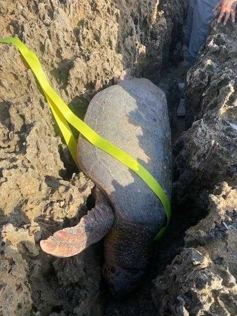 First responders help free loggerhead turtle stuck on rocky shoreline