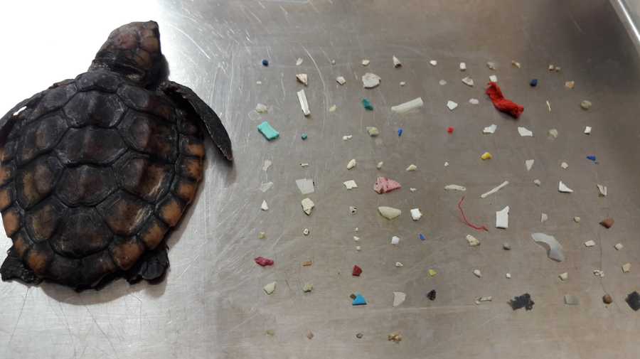 Turtle found with 104 pieces of plastics in it