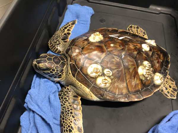 Greensboro Science Center Rehabilitating Cold-stunned Sea Turtles